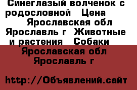 Синеглазый волченок с родословной › Цена ­ 8 000 - Ярославская обл., Ярославль г. Животные и растения » Собаки   . Ярославская обл.,Ярославль г.